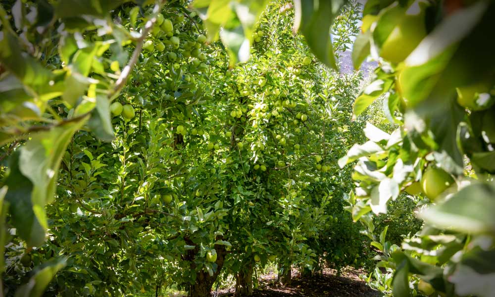 Read more about the article Working Together for Sustainable Crop Protection
